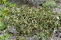 Irga drobnolistna (Cotoneaster procumbens) Streib